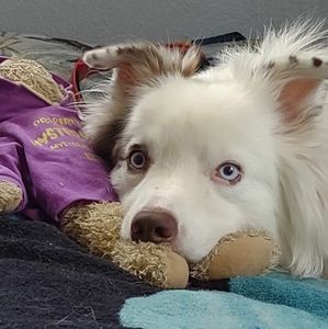 Meet your Posher, Jackson